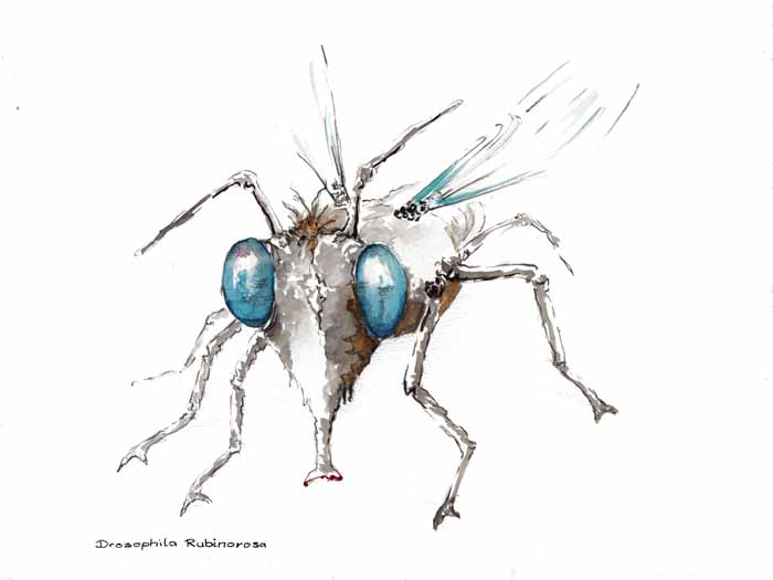 Drosophila Nobinorosa